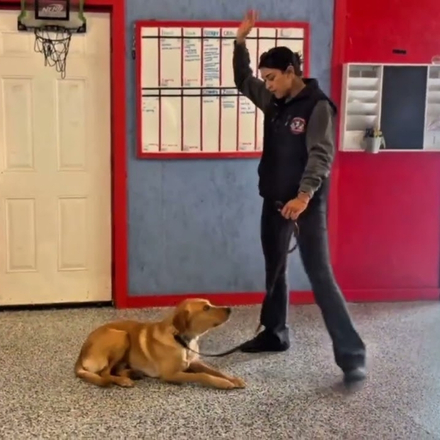 Doggy Daycare 6 Trainer reinforcing command with a dog in a structured dog daycare environment, emphasizing obedience and training integration.
