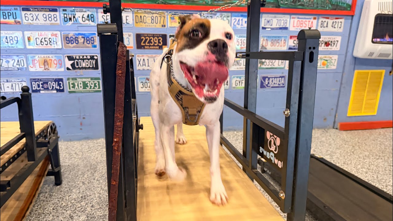 Doggy Day School 1 Dog walking on a training ramp in a structured environment with colorful license plates on the wall, showcasing the Doggy Day School's focus on obedience and skill development.