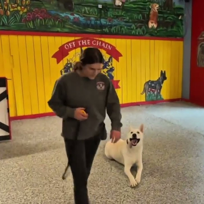 Doggy Day School 2 Trainer guiding a white dog in a structured training environment at Off The Chain K9 Academy, featuring colorful mural backdrop and focus on obedience and behavioral development.