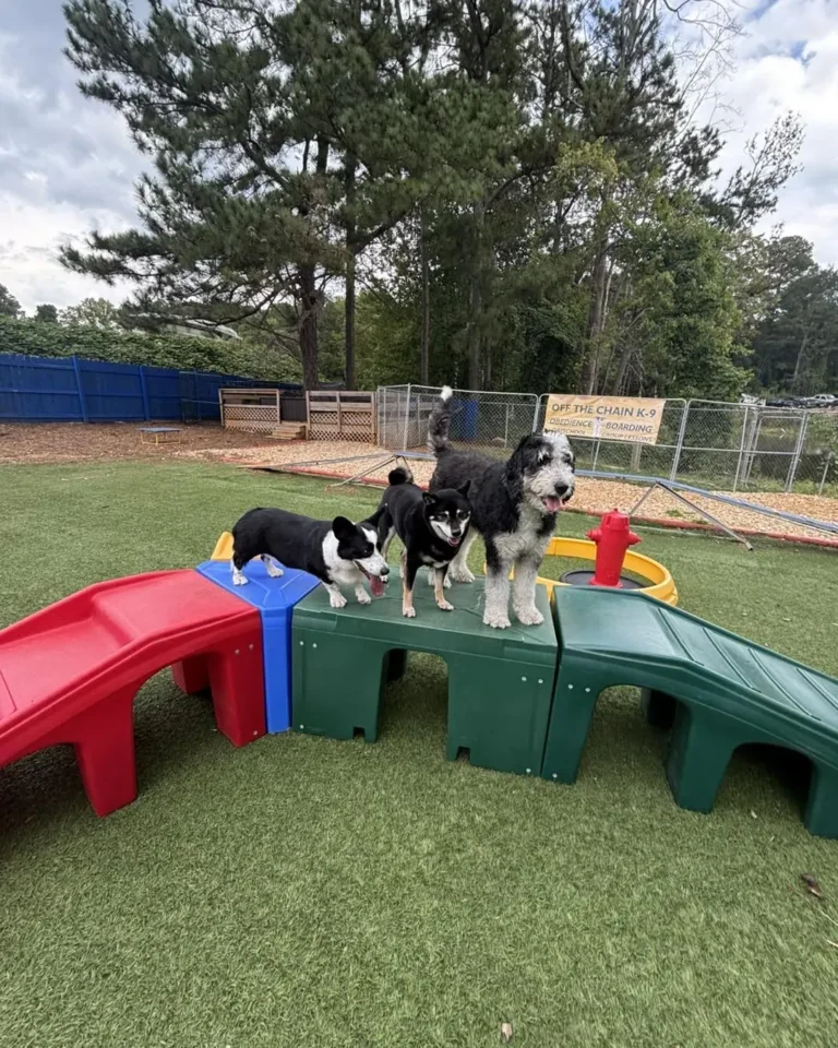 Dogs playing together in a park, illustrating the benefits of socialization through dog parks and playgroups