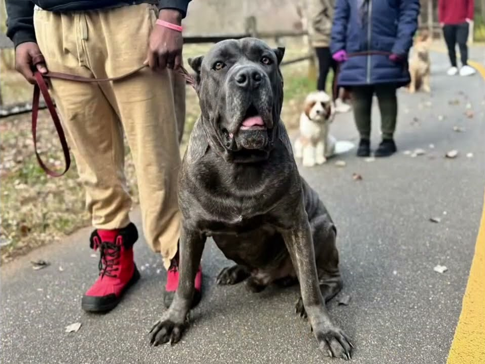Dog sitting calmly on a leash beside a person in red shoes, with other dogs and owners in a park setting, illustrating real-world obedience training by Off The Chain K9 Academy.