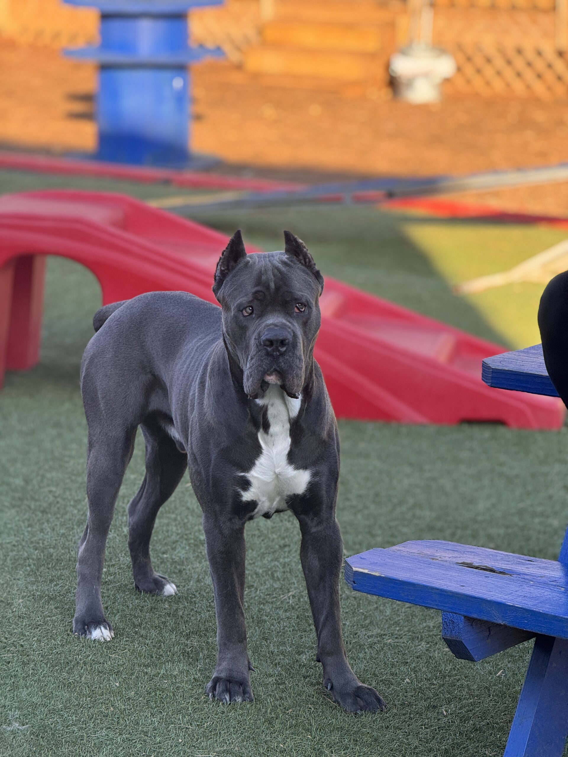 Puppy Cane Corso scaled