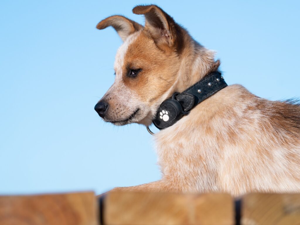 Behavior Modification Anxiety Tips for Calmer Dogs 5 behavior modification anxiety 4