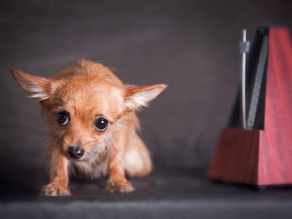 Behavior Modification Anxiety Tips for Calmer Dogs 6 behavior modification anxiety 5