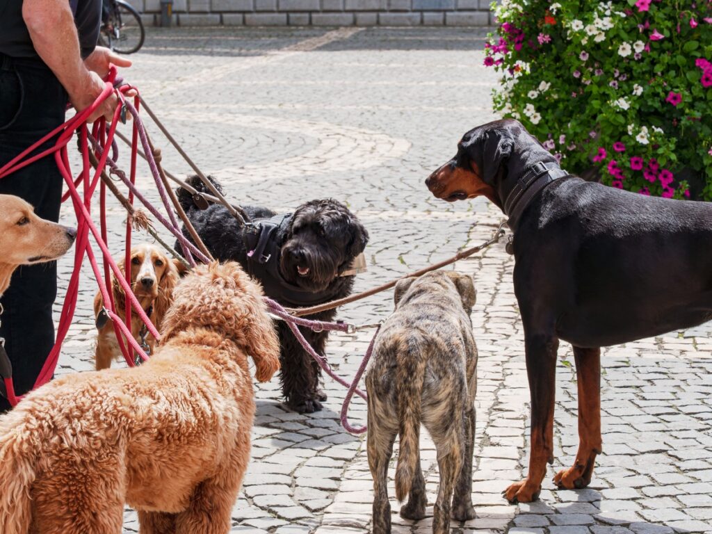 Behavior Modification Anxiety Tips for Calmer Dogs 8 behavior modification anxiety 7