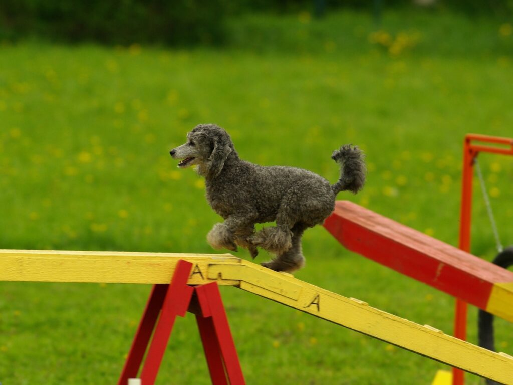 group classes agility 7
