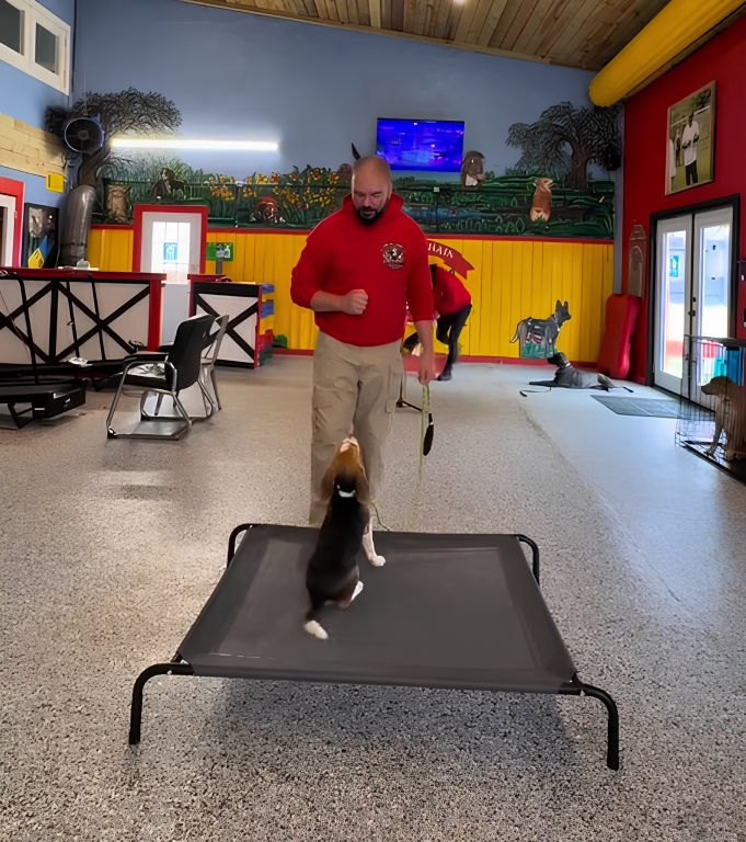 Dog Board and Train Program 3 Pawsitive Puppy Program image 3